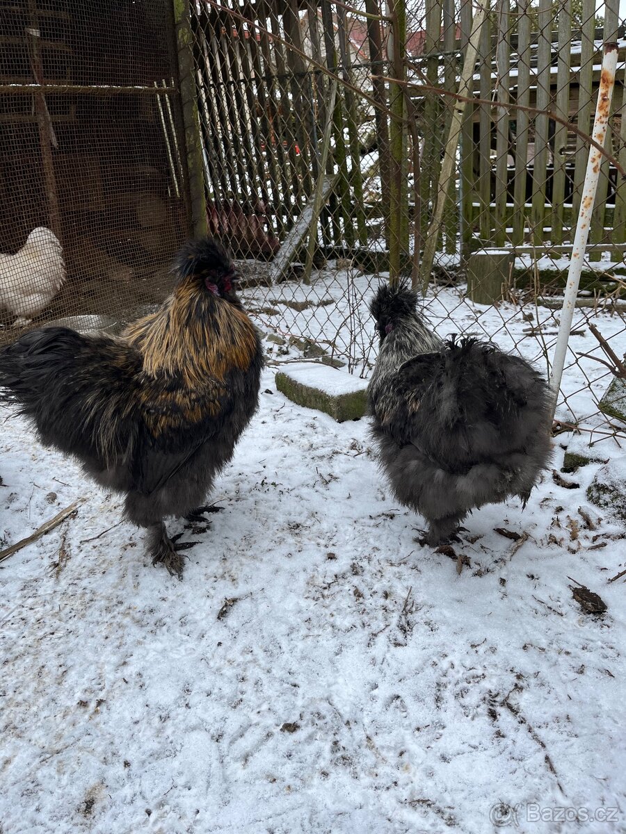 Kohout hedvábničky - 5