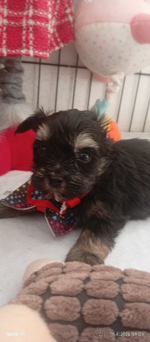 Jorkšírský teriér - 5