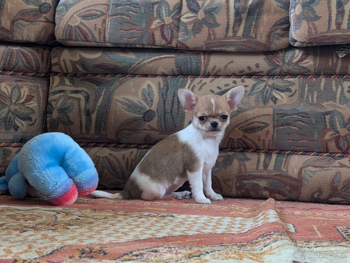 Čivava krátkosrstá s PP - 5