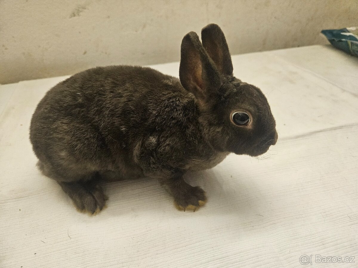 Zakrslý králíček - 5