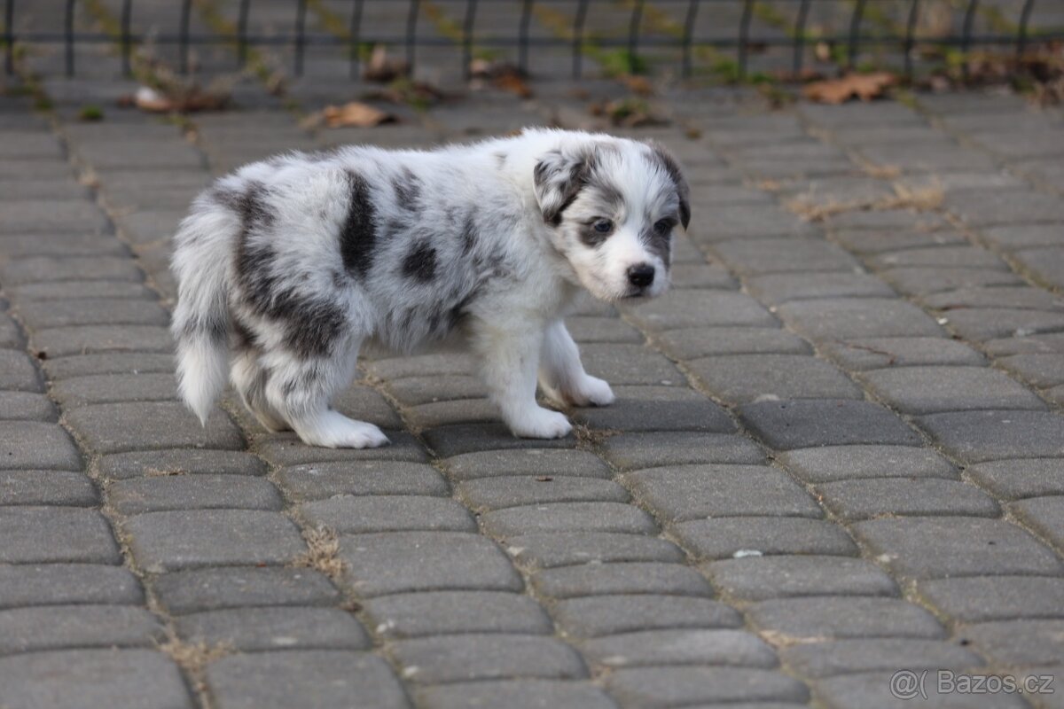 Border kolie , Border Collie FCI - 5