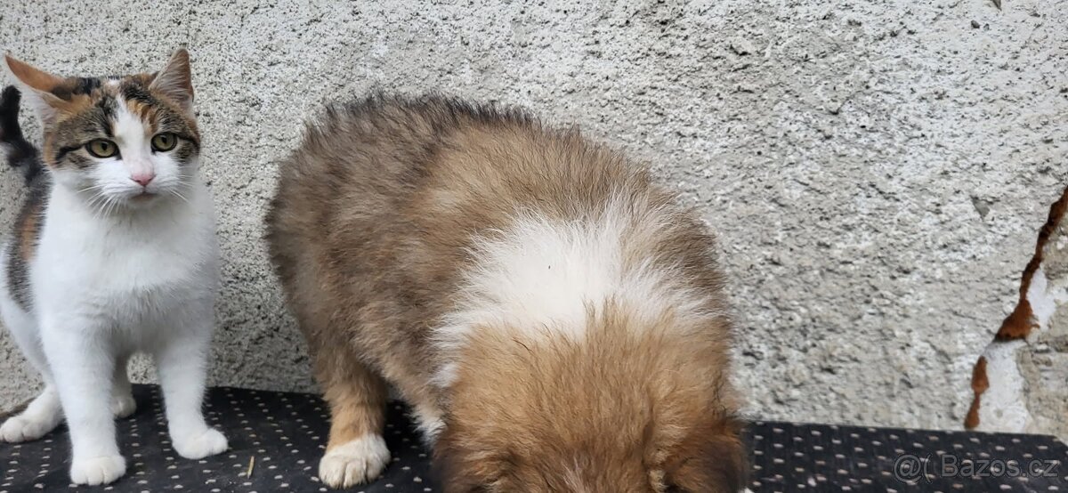 Kolie dlouhosrstá - 5