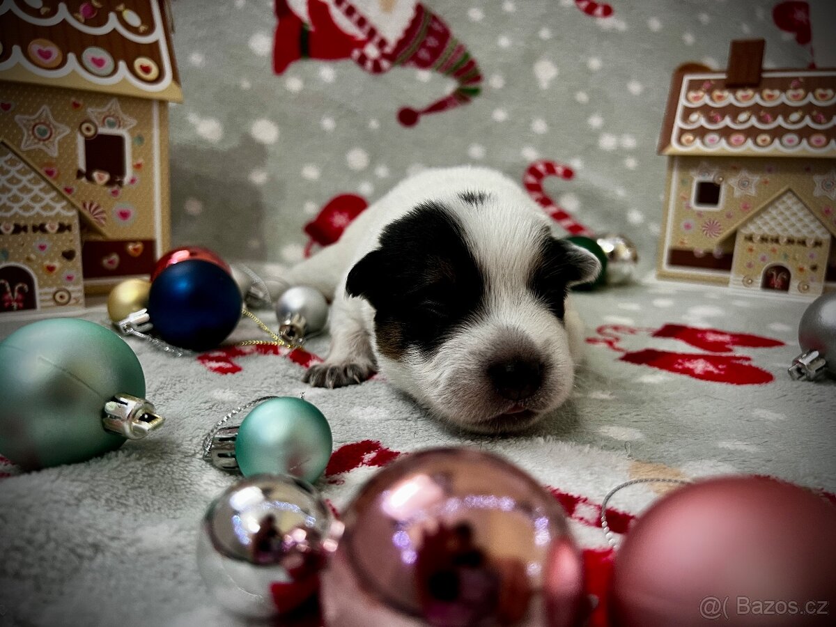 Australský honacký pes s PP (s predpokladmi do športu) - 5