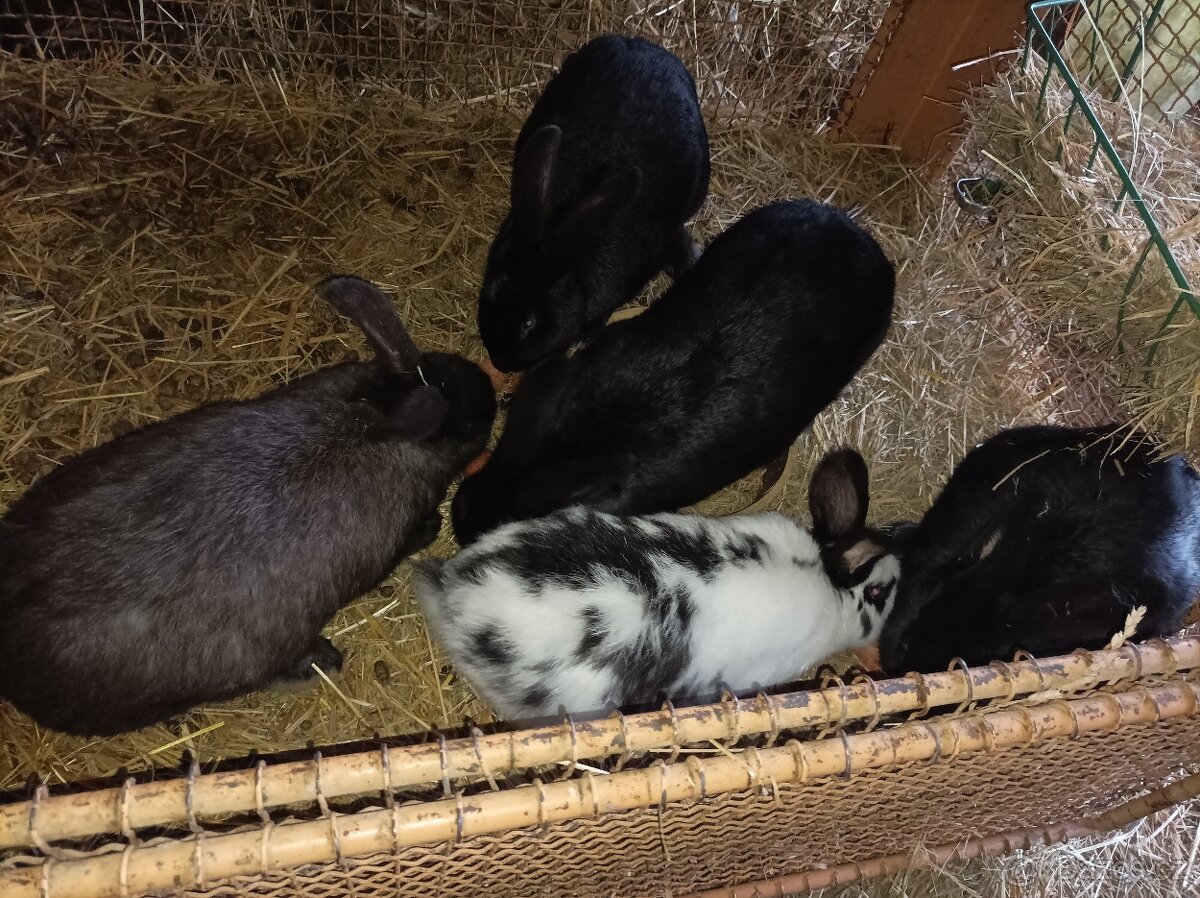 Prodám králíky - 5