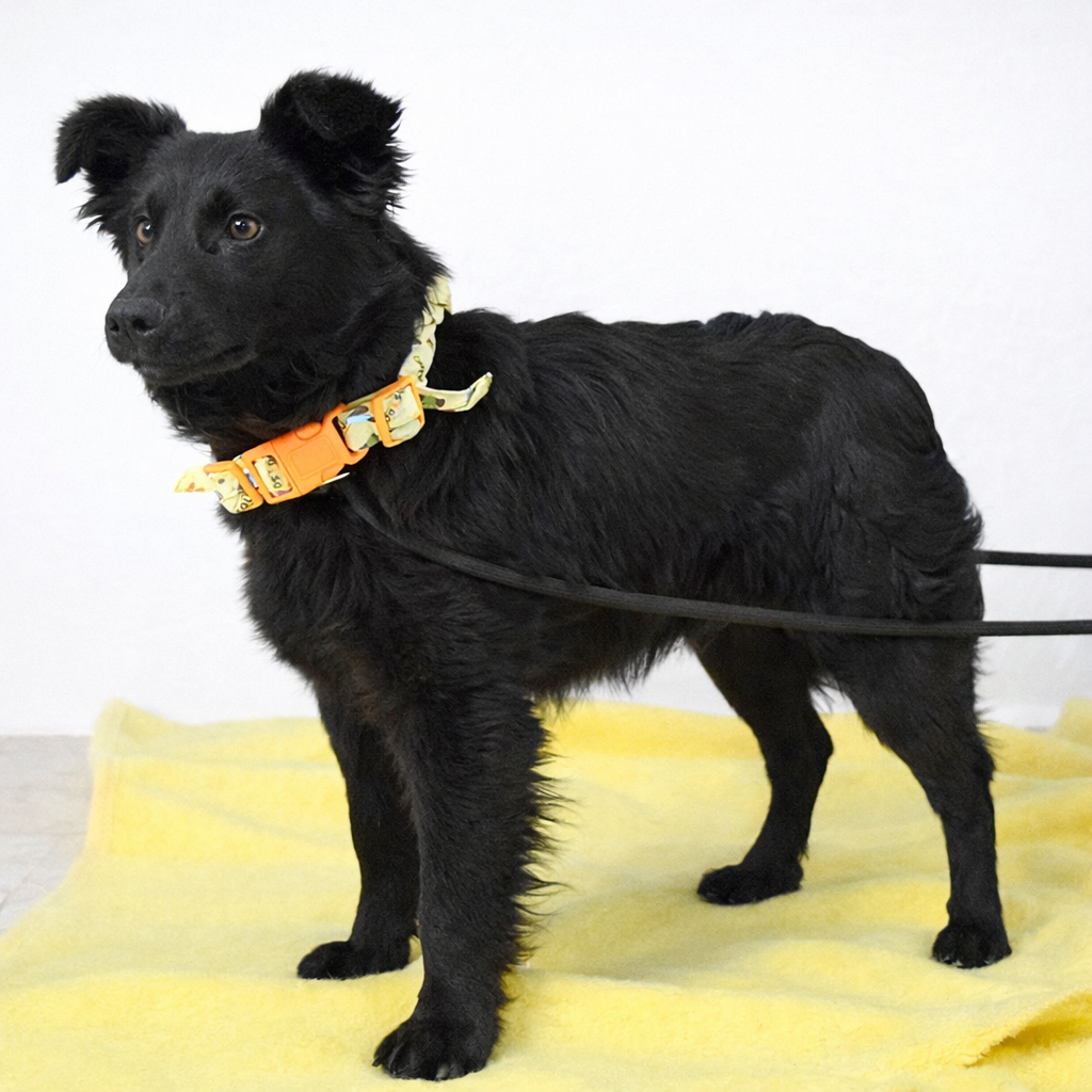 Ossian hledá domov - 5