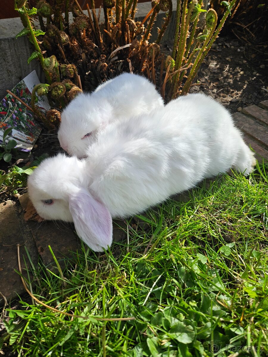 Zakrslý králík - 5