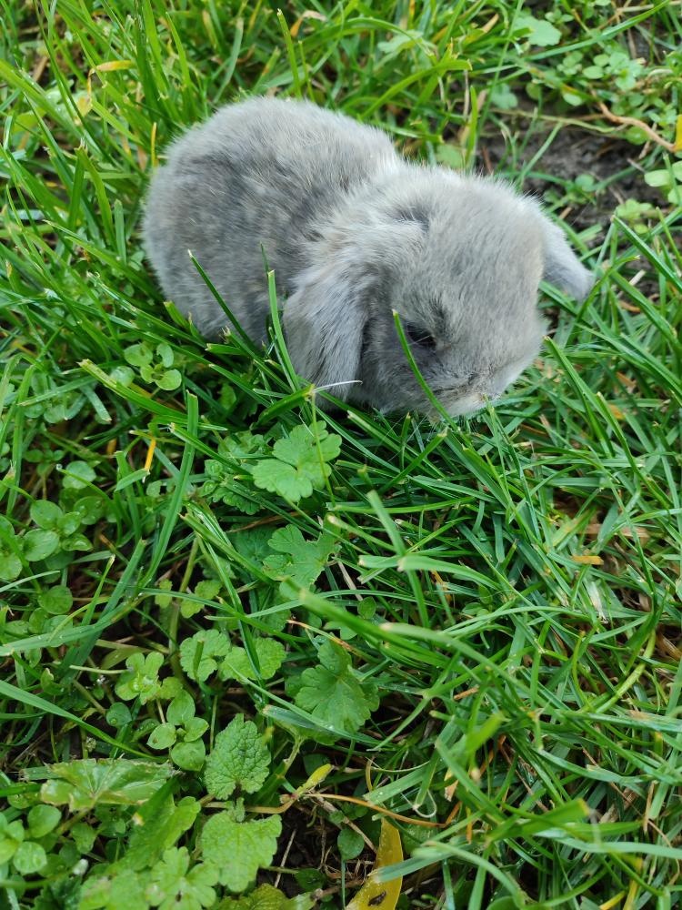 Zakrslý králíček beránek - 5