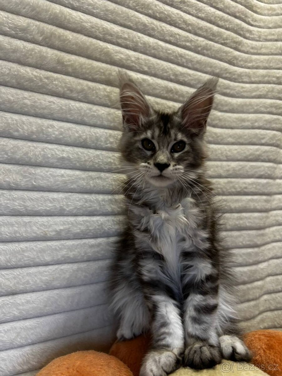 Maciatko maine coon s PP s PP MeriHor - 5