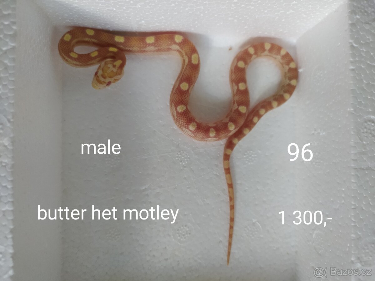 Užovka červená - 5