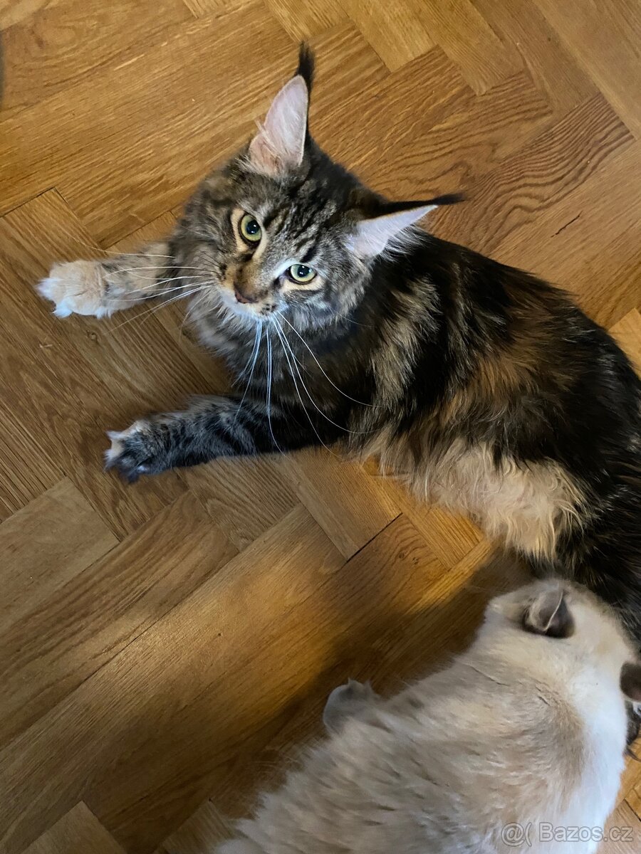 Mainská mývalí koťátka bez PP - 5