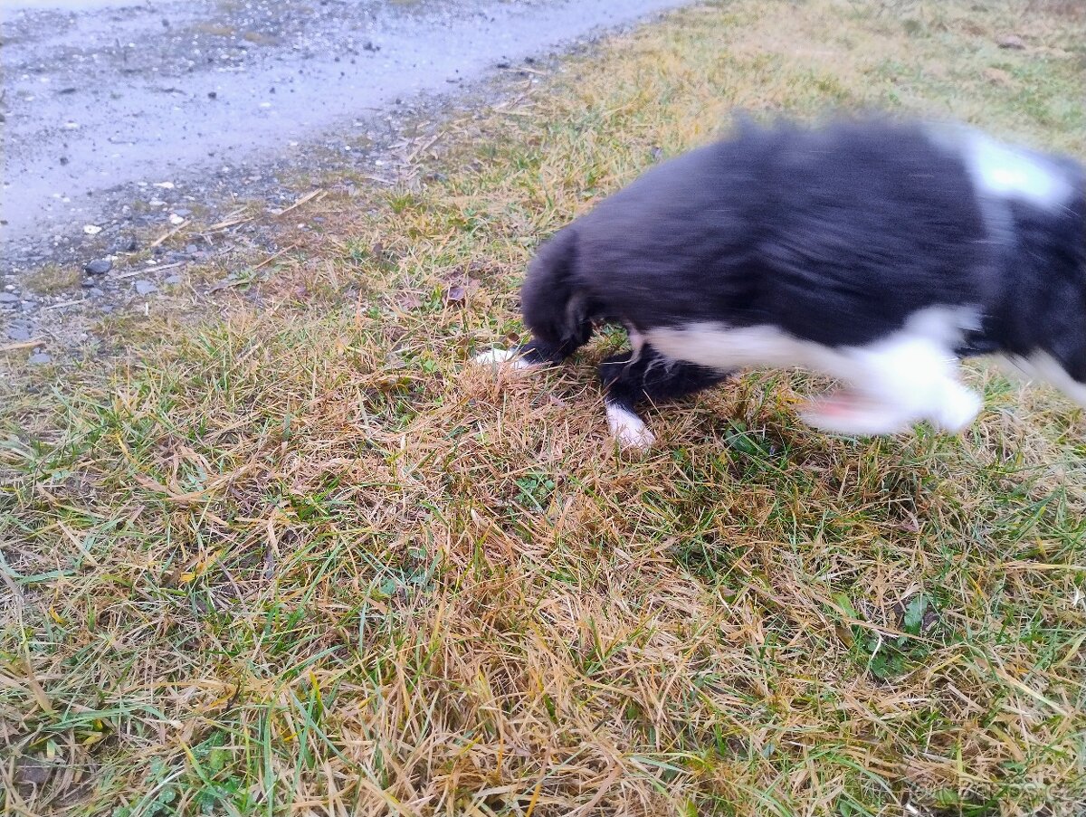 Border kolie bez PP - 5