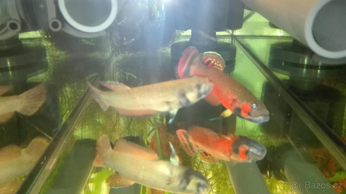 Betta Macrostoma - 5