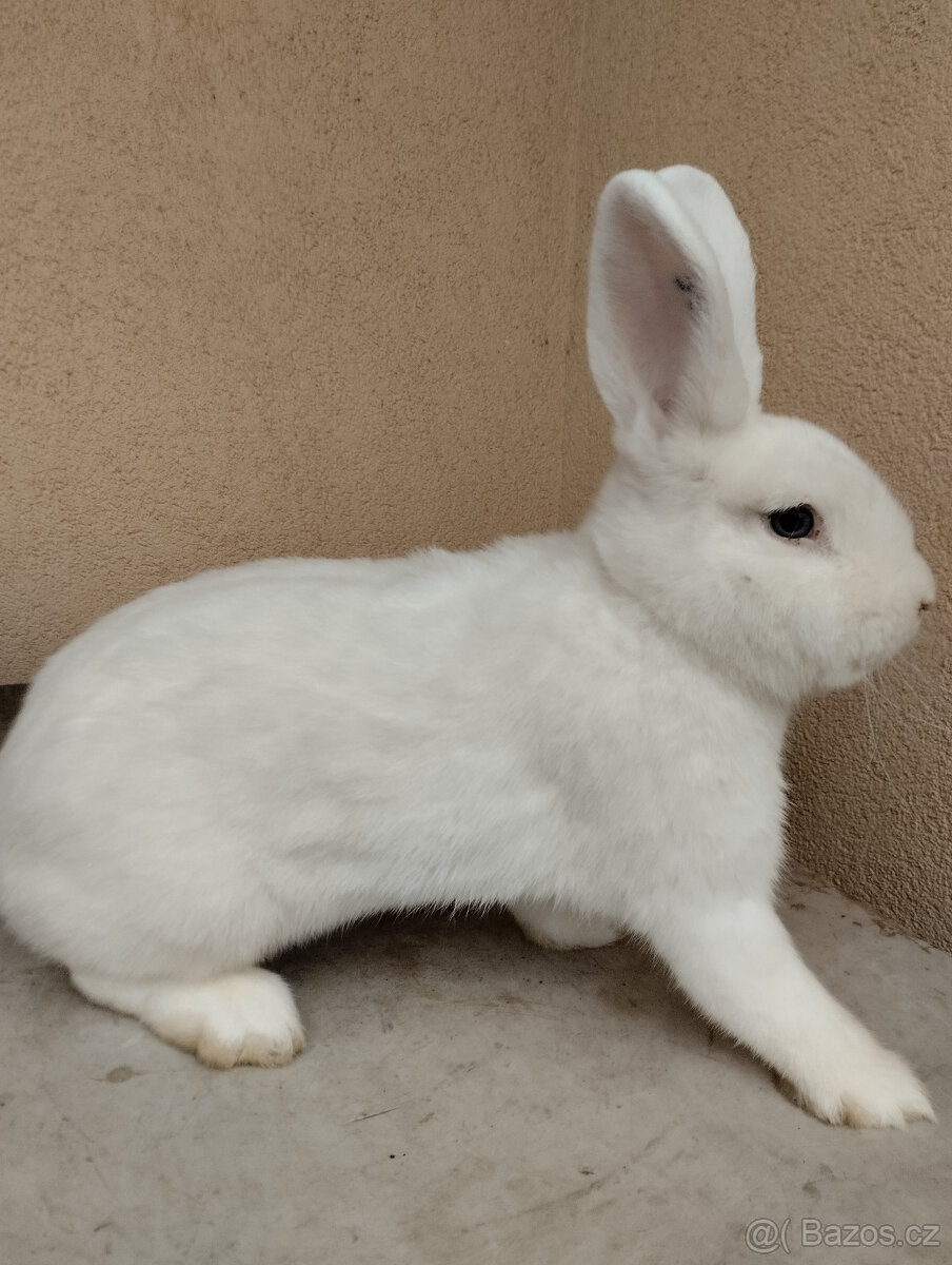 Vídeňský bílý - 5