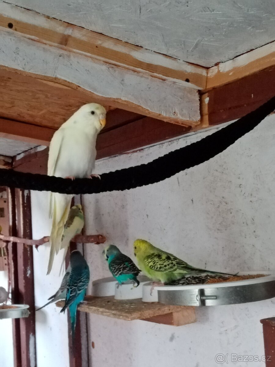 Prodám andulky vlnkované - 5