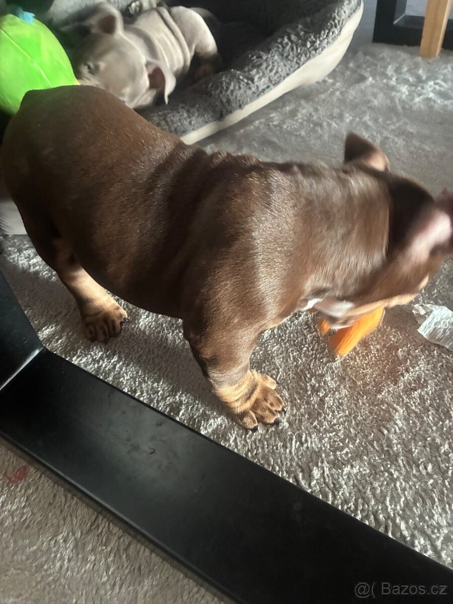 American Bully Micro s PP - 5