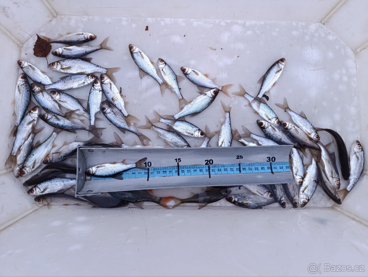 Nástražní rybičky plotice, perlín 9 - 12 cm - 5