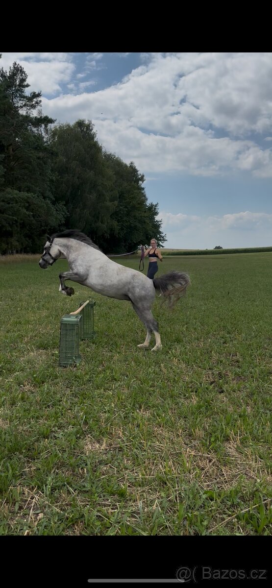 Welsh pony - 5