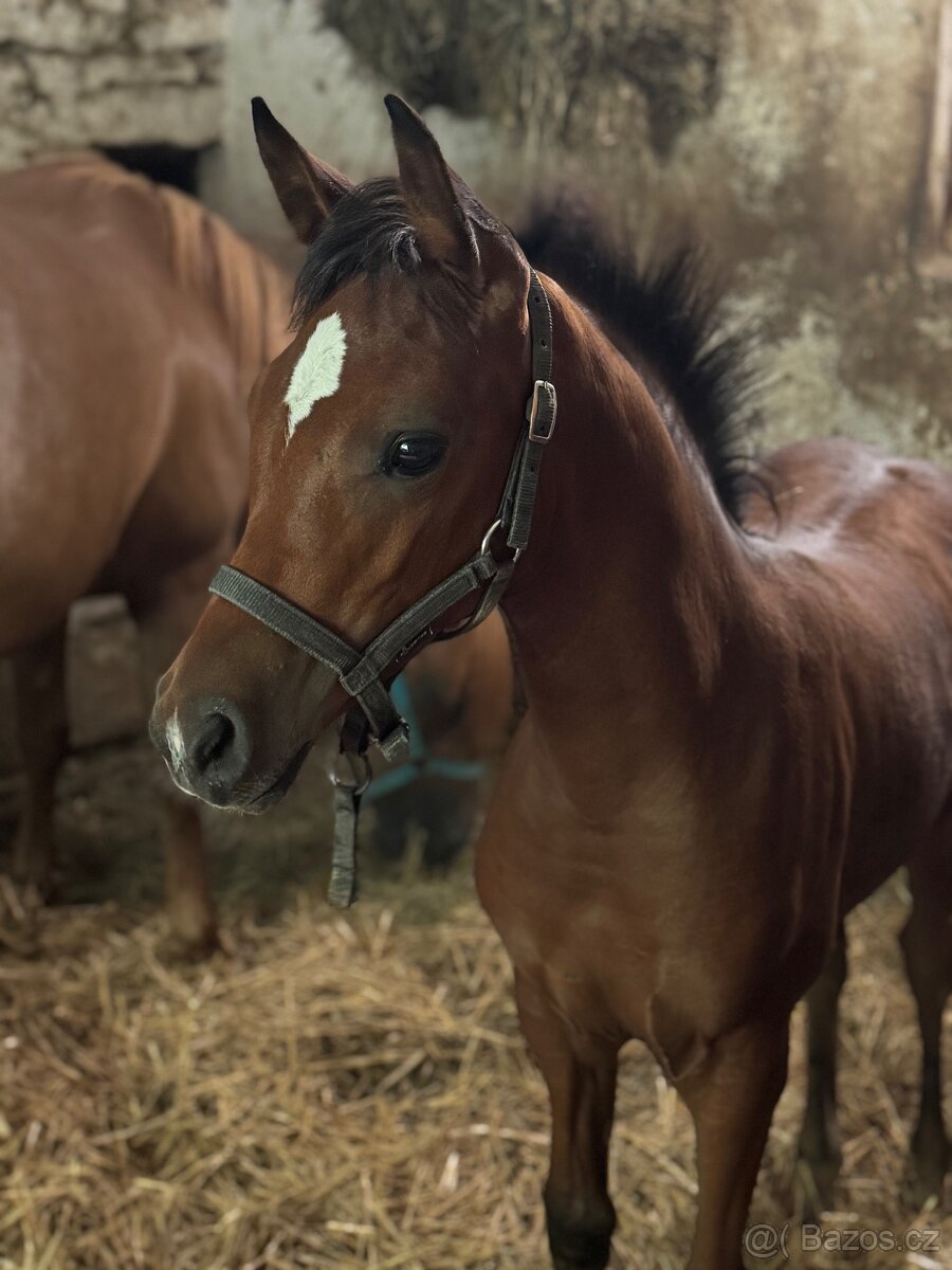 Klisnička s 75% arabské krve - 5