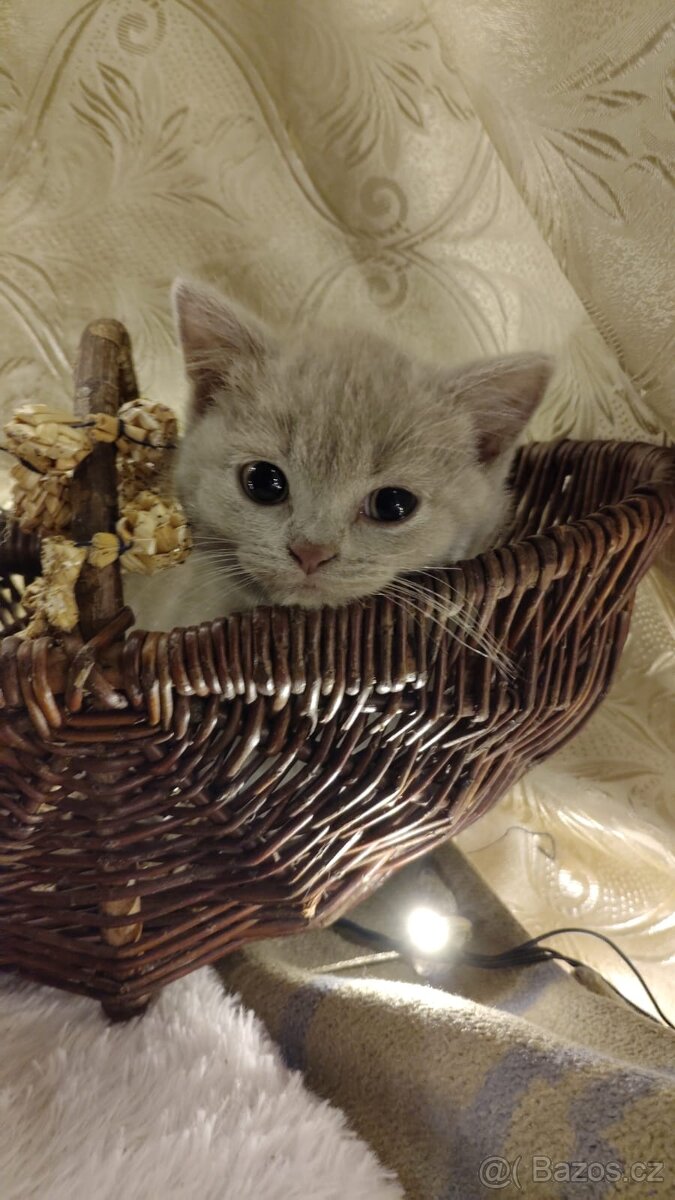 Britská koťata - 5