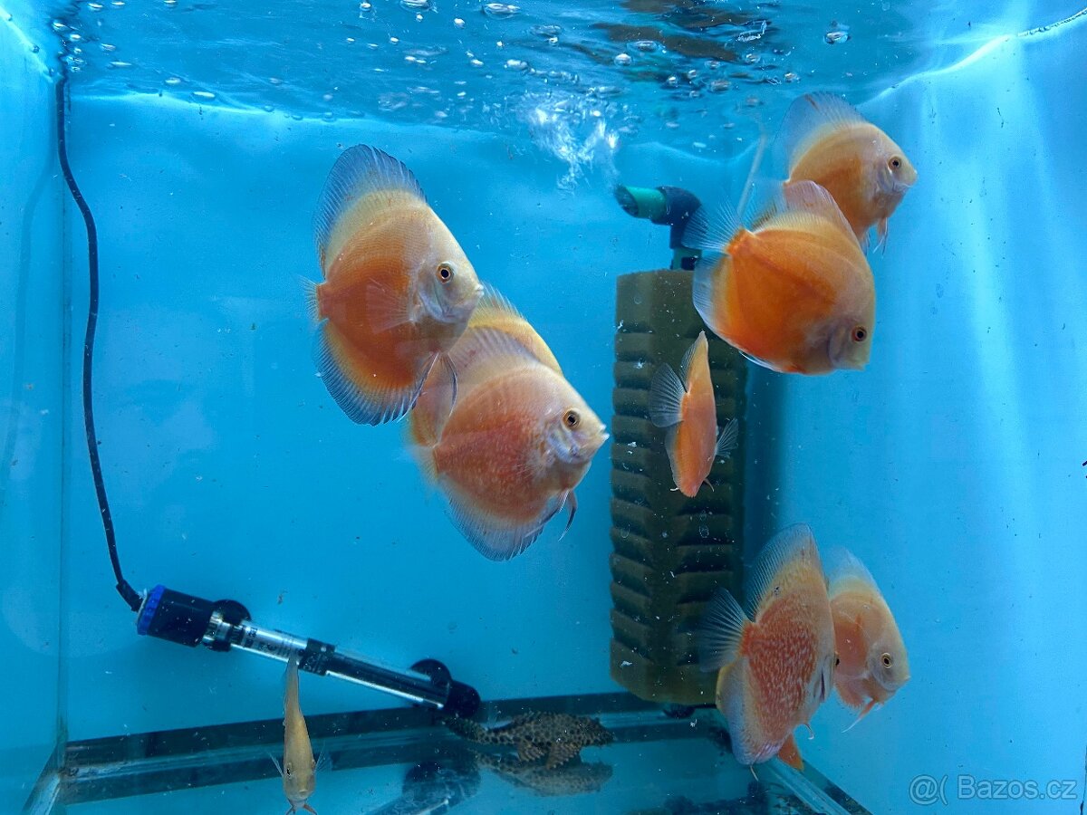 Terčovci - discusy RED VALENTINE - 5