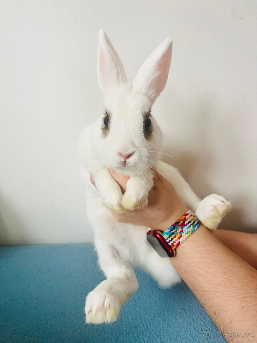 Zakrslý králík - 5