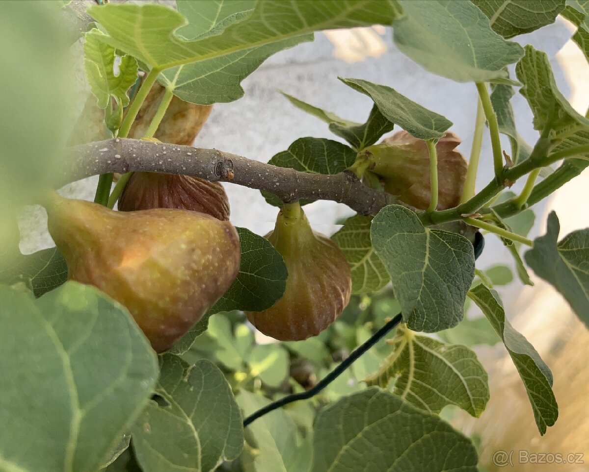 Mrazuvzdorné Fíkovníky - 5