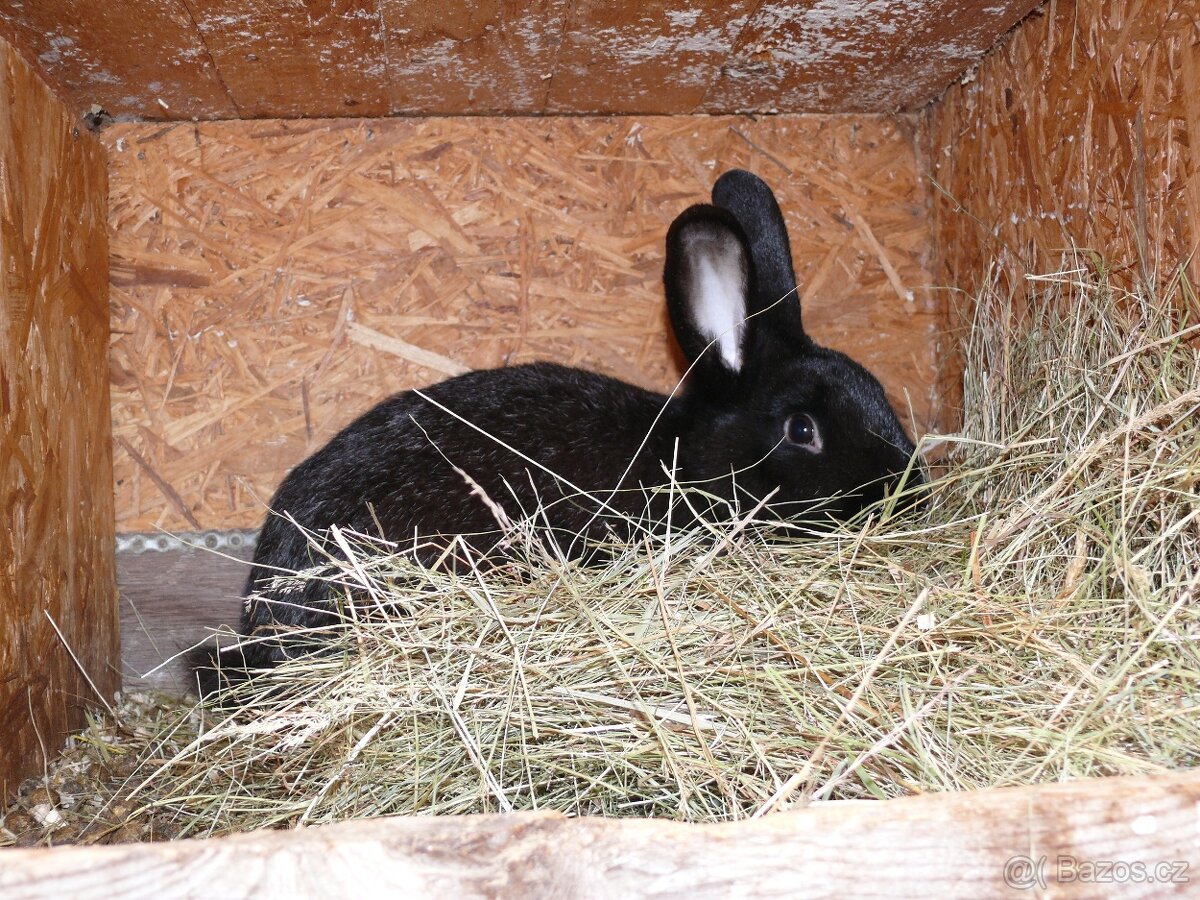 Prodám poslední křížence králíků - 5