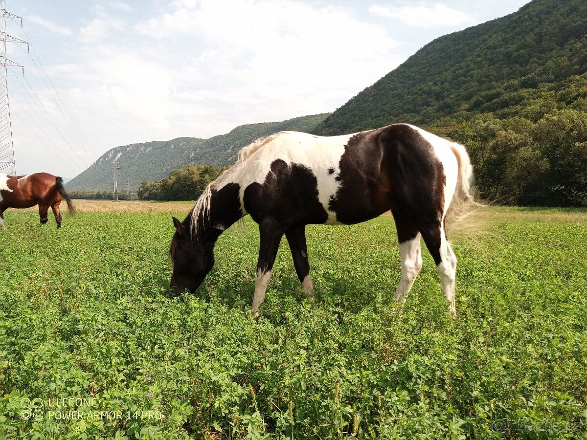 Aph, American paint horse, valach,qh - 5