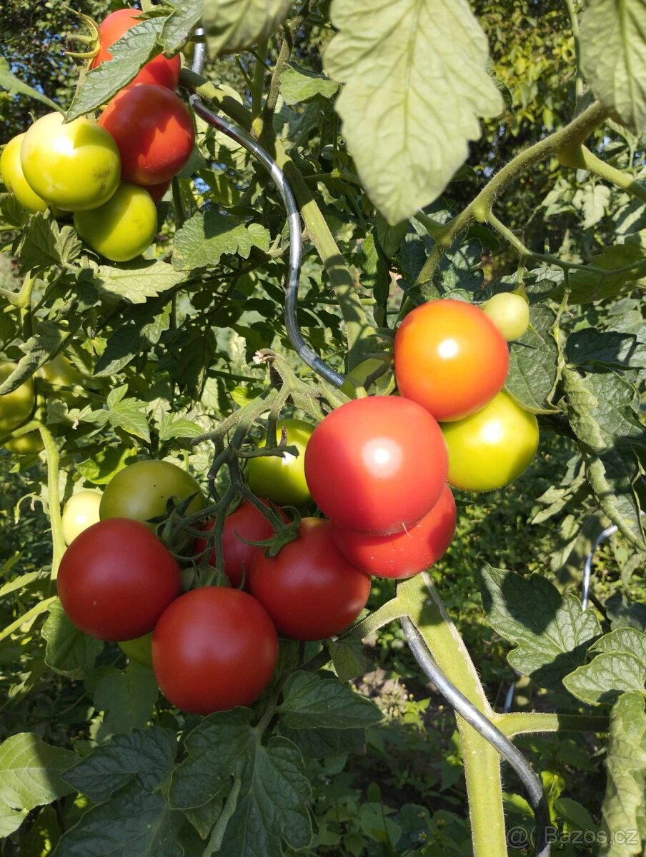 česnek, brambory - 5