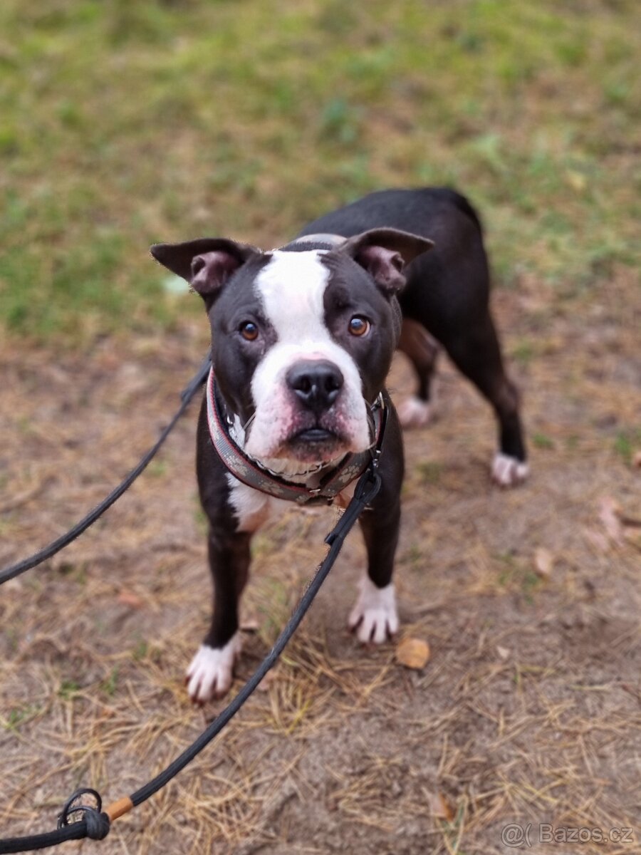 LUCKY K ADOPCI - jemný, přátelský mazel - 5