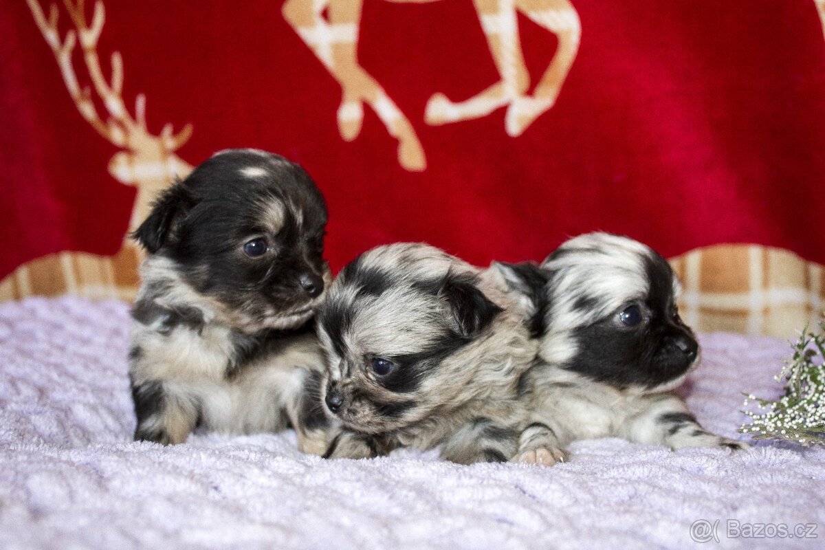 Luxusní štěňátka čivavy - 5