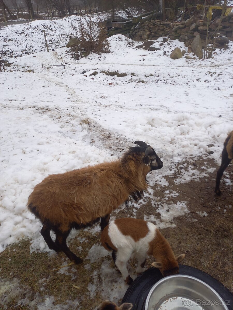 Kamerunské ovce - 5