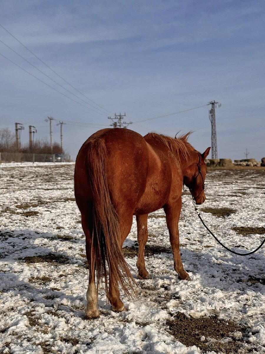 Qh valach po AP Royal Bar - 5