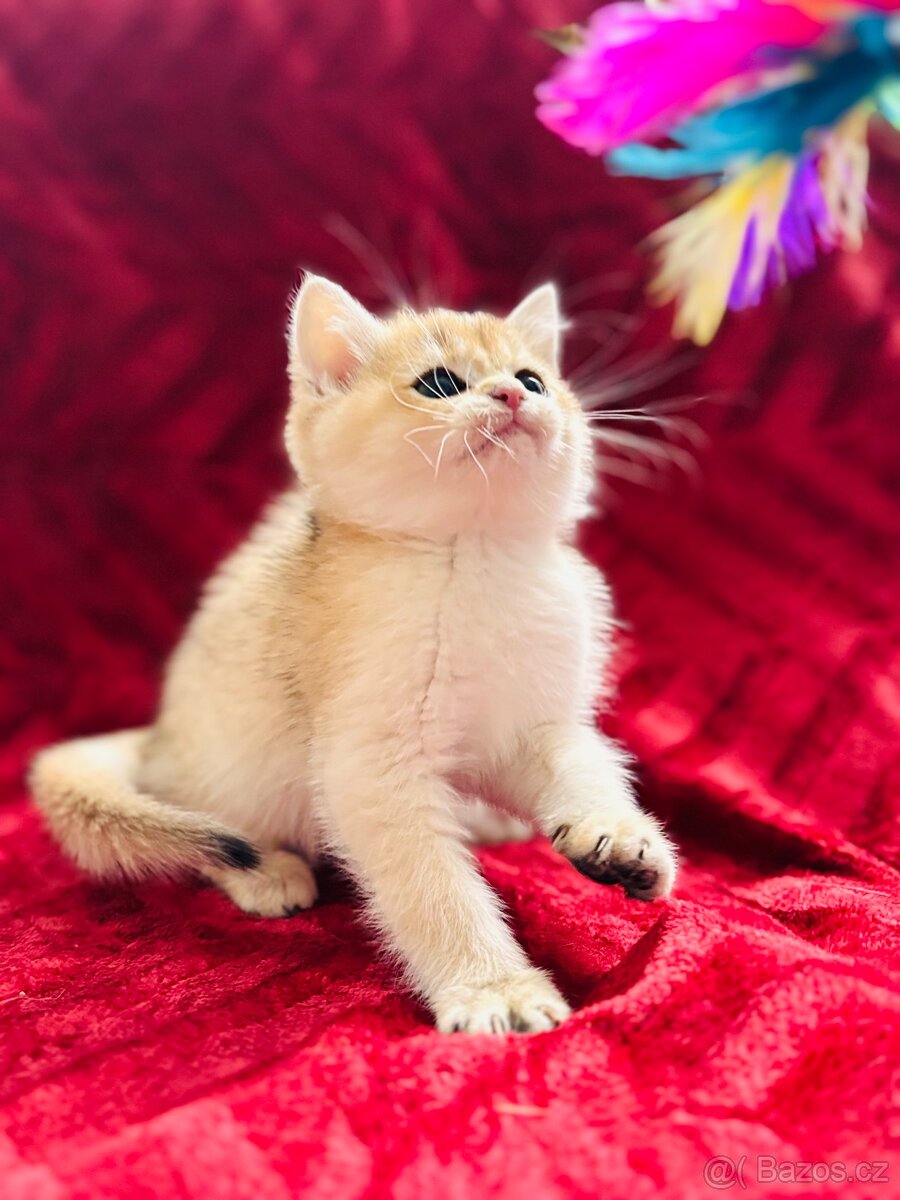 Luxusní zlata britská činčila koťata s PP pro chov - 5