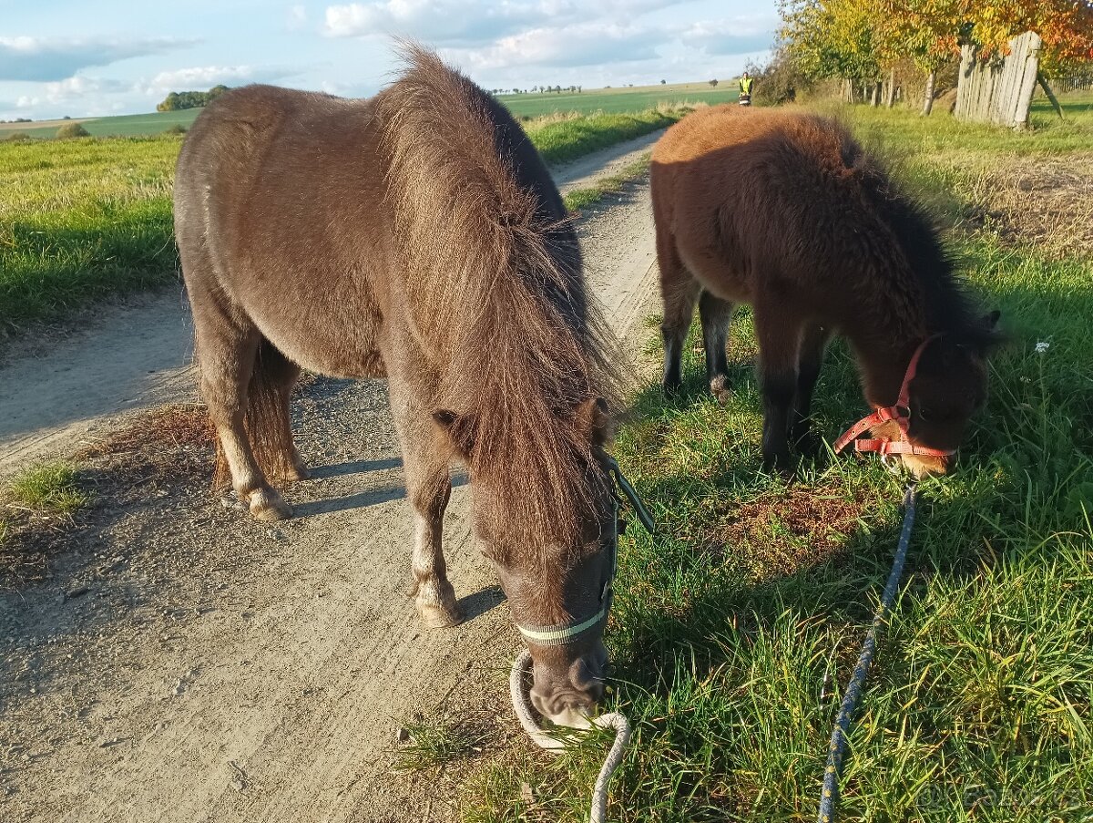 Minihorse hřebeček k rezervaci - 5