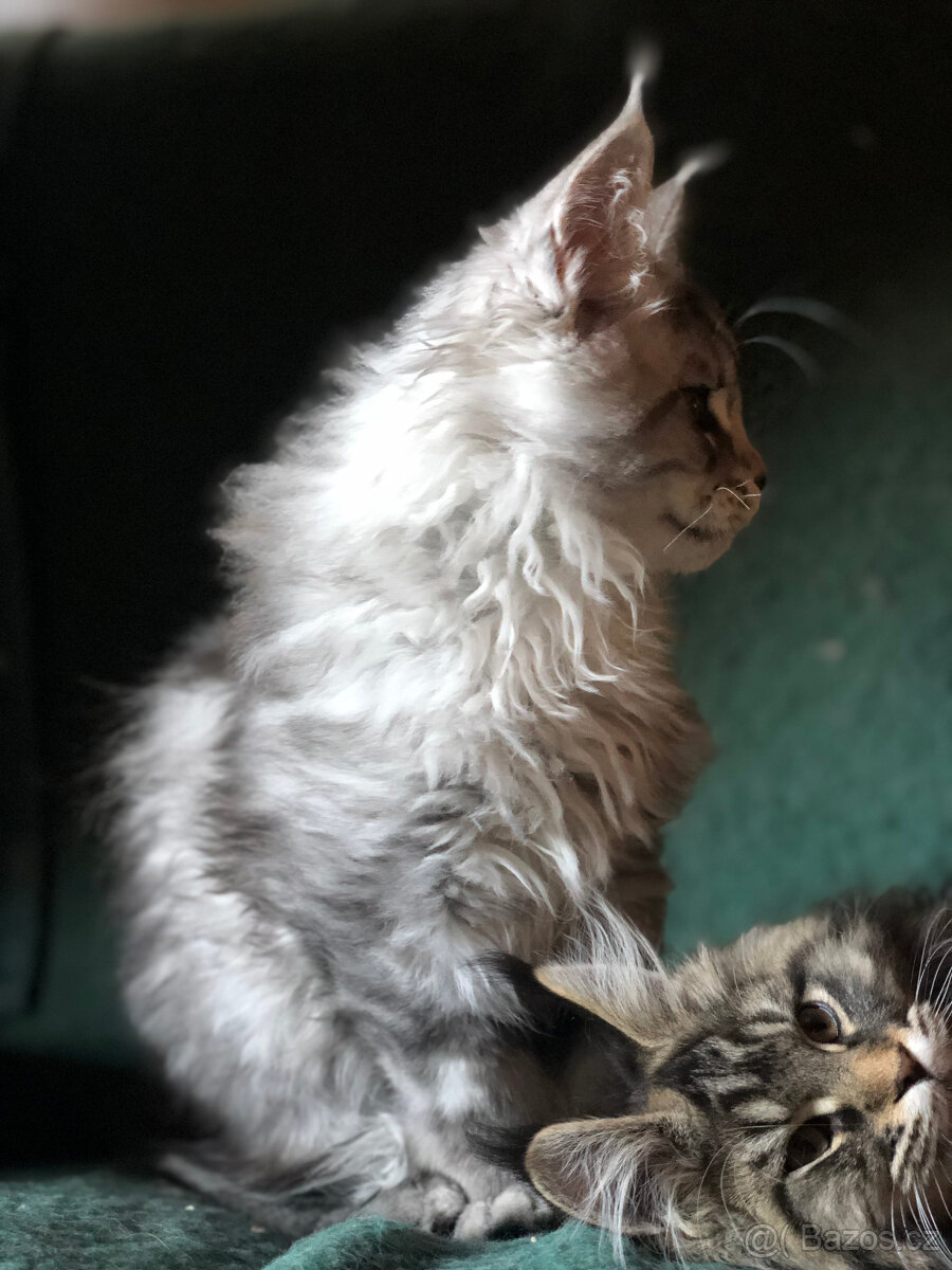 Mainská mývalí sPP - 5