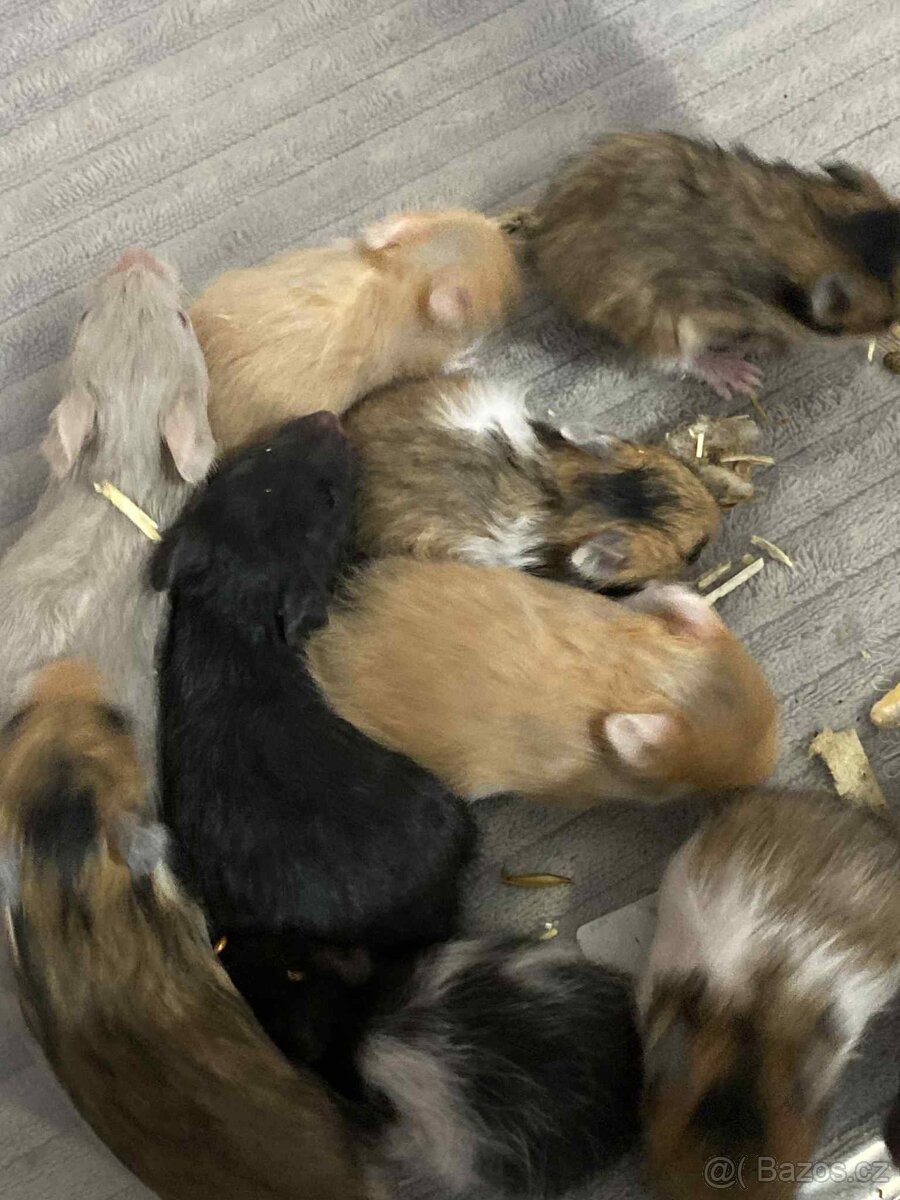 Křeček Syrský nar. 25.11.2025. Rezervace - 5