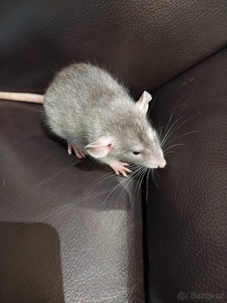 Potkan,potkánek - 5