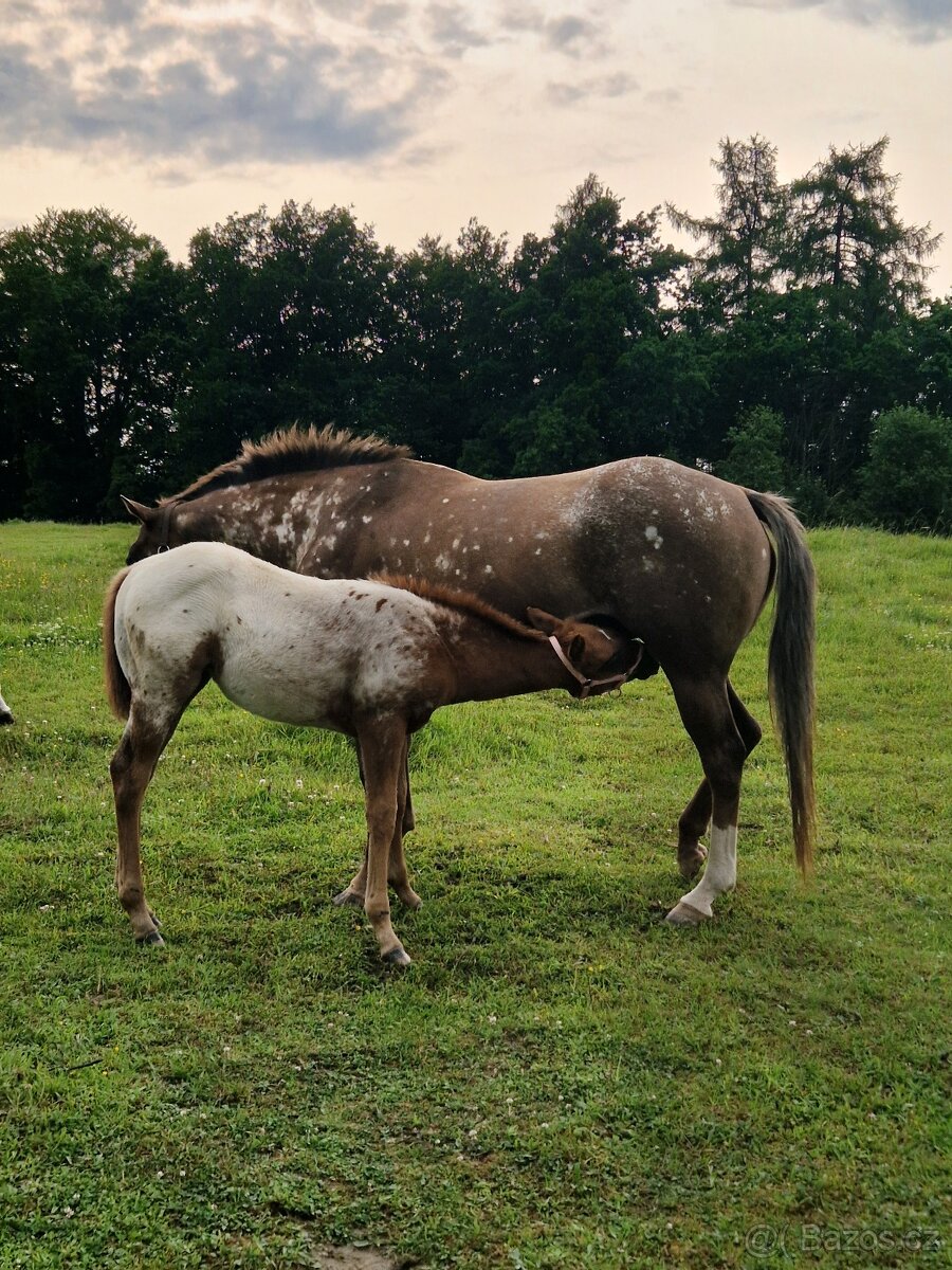 Appaloosa klisnička - 5