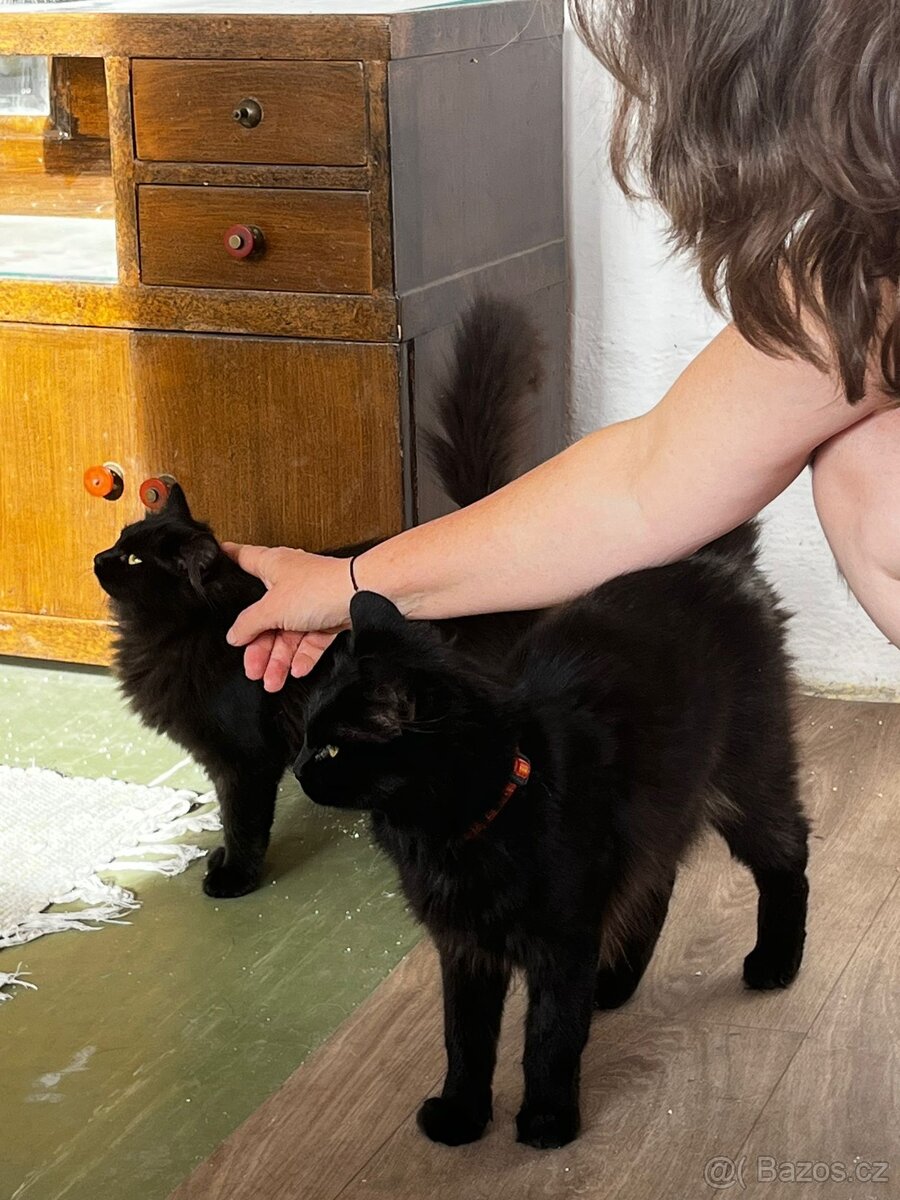 Dlouhosrstá koťata - 5