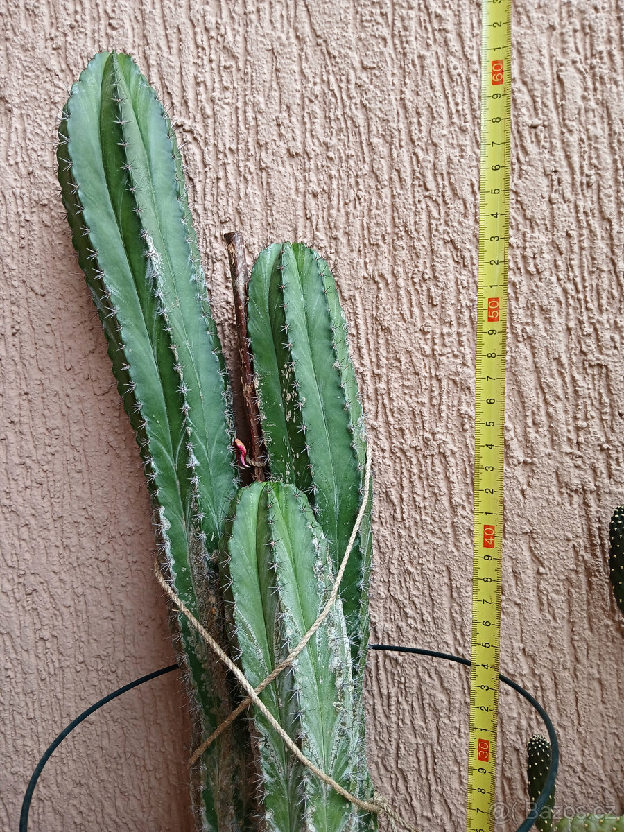 3 hodně velké kaktusy - 5