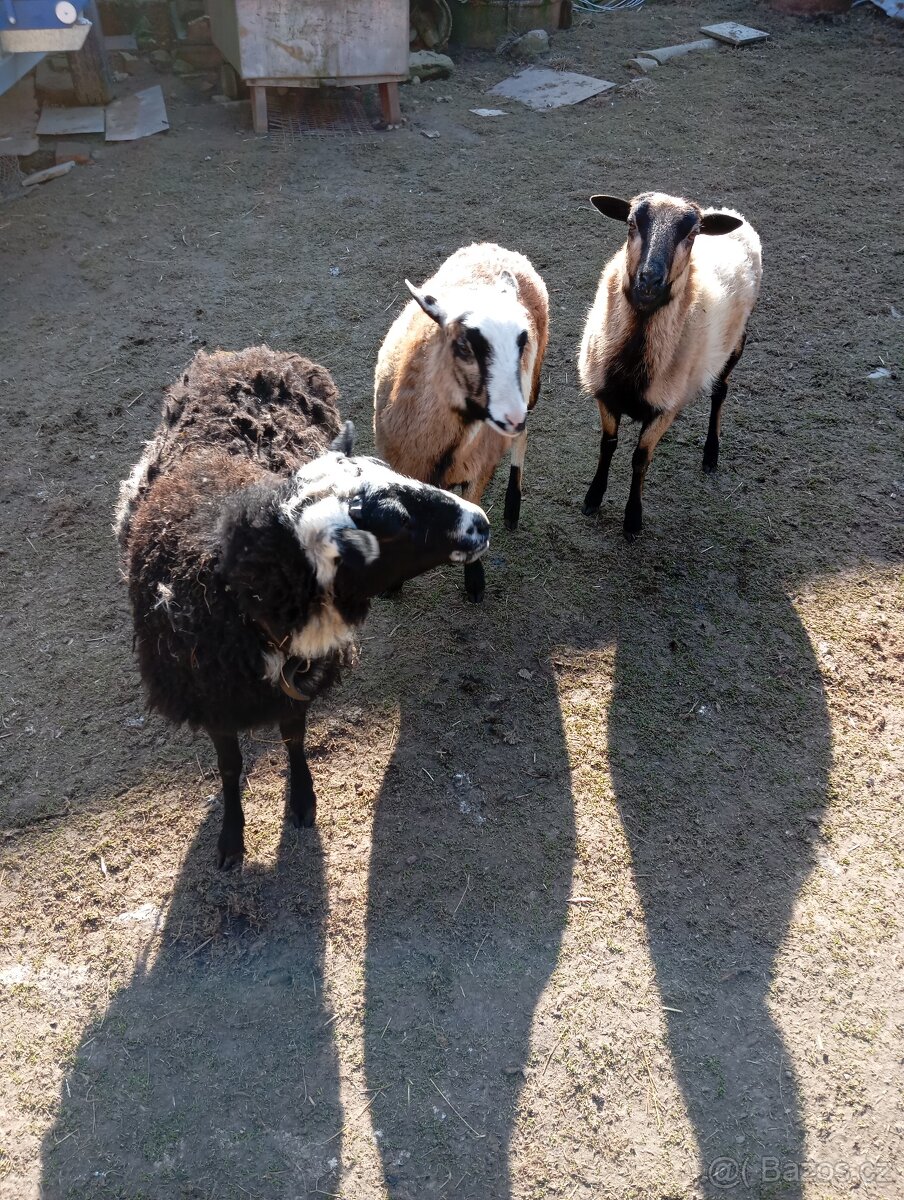 Prodám kamerunské ovce - 5
