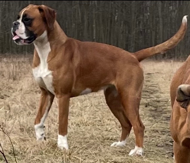 Boxer - 5