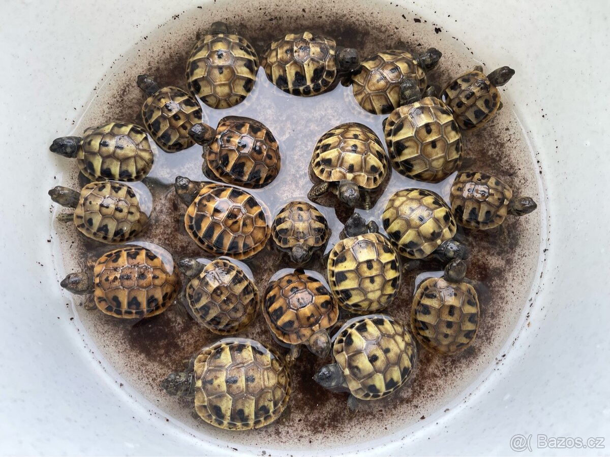 Želva zelenavá - mláďata - 5