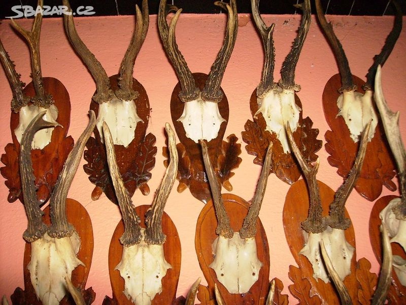 MYSLIVECKÉ TROFEJE - PAROŽÍ - 5