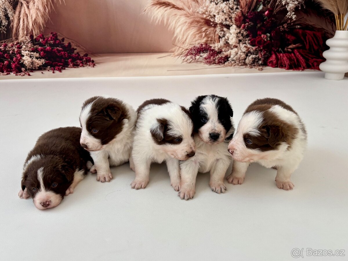 Štěňata border kolie s PP - 5