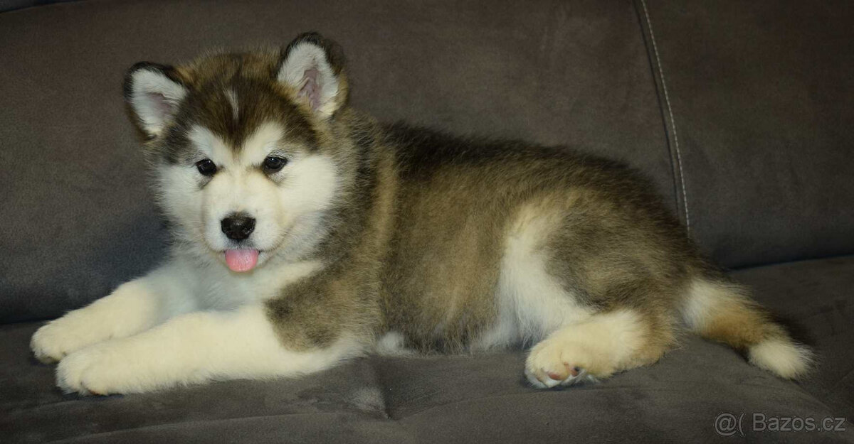 Aljašský malamut – štěňátka s PP - 5