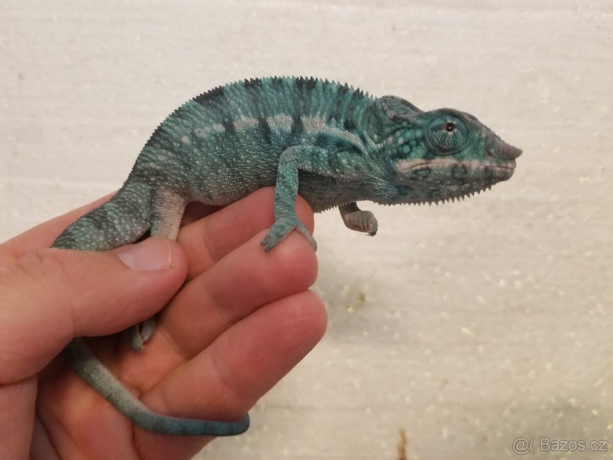 Chameleon pardáli Nosy be - 5