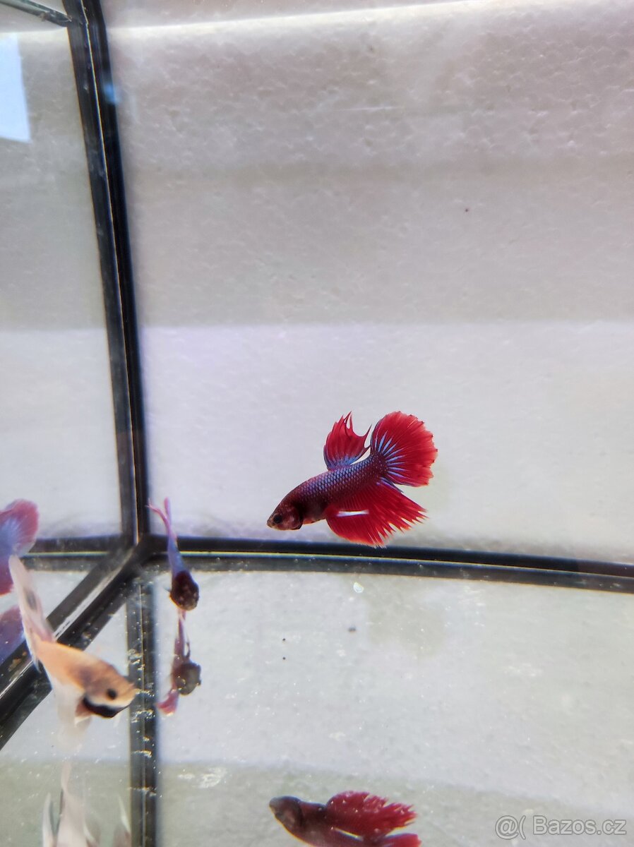 Betta bojovnice - 5
