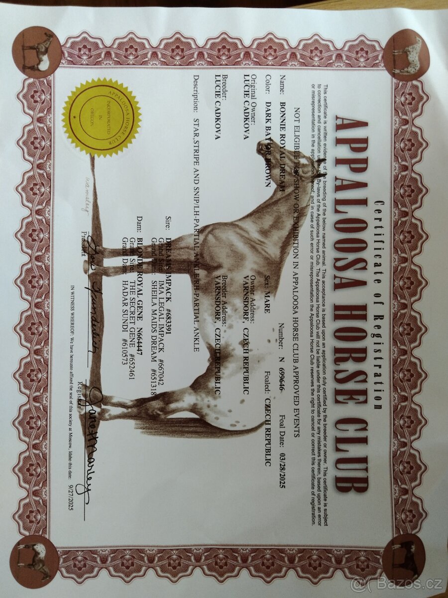 Prodám Appaloosa - 5